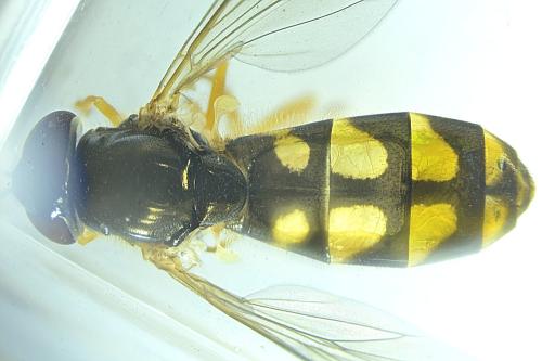 Melanostoma mellinum